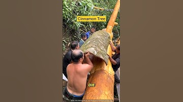 Cinnamon Comes from Tree Bark?! 🌳😱#shorts #nature #farming