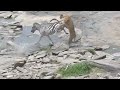 शेर की बहुत ही खतरनाक पिटाई होती है | हर कोई शेर की पिटाई करता है Lion Attacks