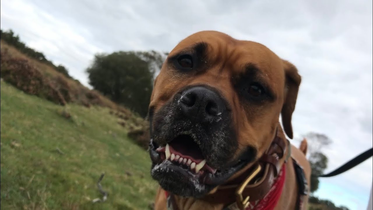 ASMR Wet, squelching sounds 💦walking my dog again 🐕