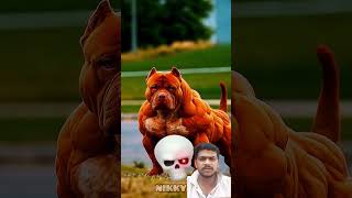 #pitbull doggy ki video🐕