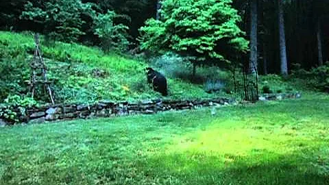 A Bear in My Backyard - Leaving