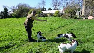 The Pups at one year old by Working Springer Guernsey 822 views 1 month ago 7 minutes, 42 seconds