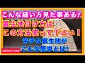 裏生地の縫い付け苦労してませんか? これから裏生地無しなんて考えられなくなります笑!