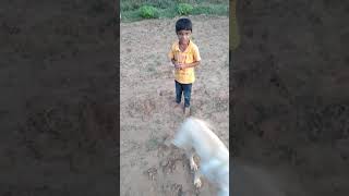 Lebrador Female Masti With Baby