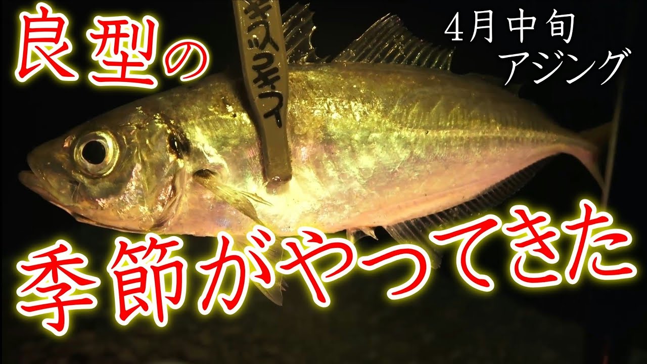 【アジング】良型の季節がやってきた