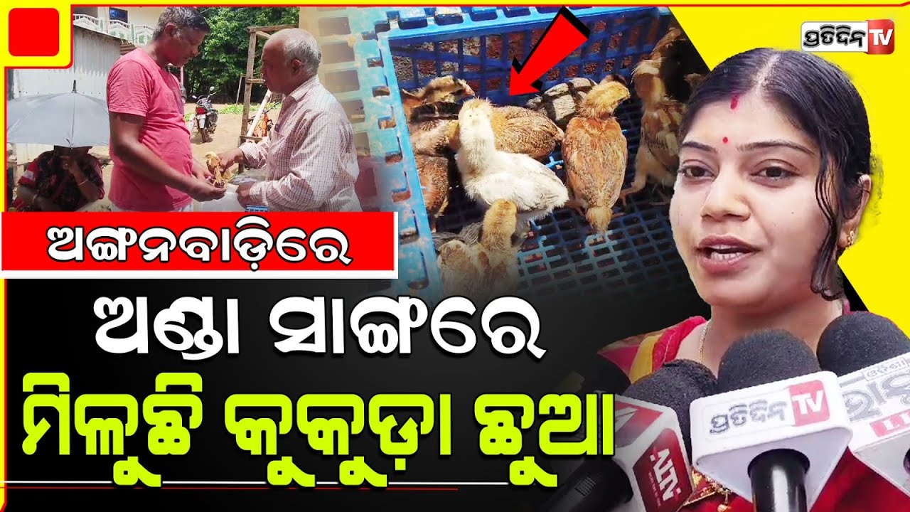 ଅଙ୍ଗନବାଡ଼ିରେ ମିଳିଲା ଅଣ୍ଡା ସାଙ୍ଗକୁ କୁକୁଡ଼ା ଛୁଆ। Chick and eggs for Anganwadi inmates, new govt scheme