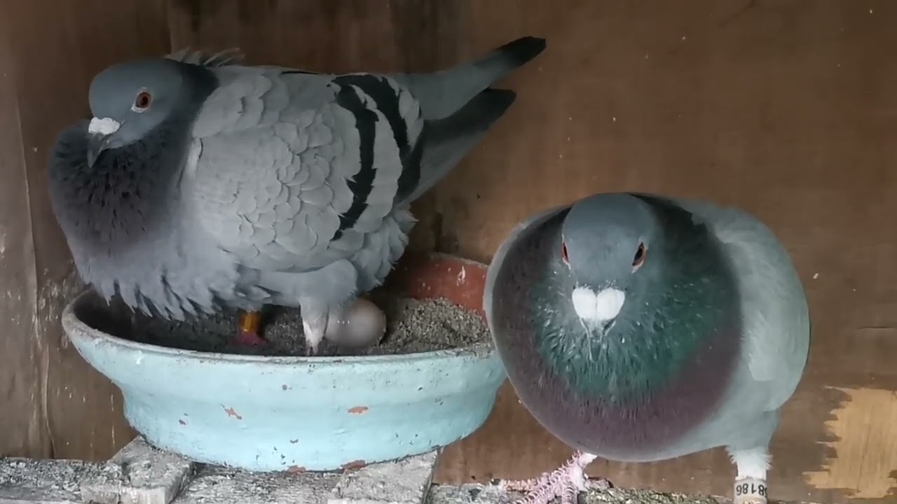 PAIRING to HATCHING (SEXY x VDB)  - vlog 98