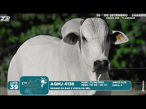 LOTE 39   AQMJ 4136