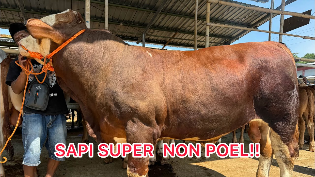 REVIEW SAPI CALON 1 TON UP