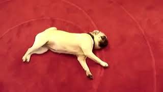 Dramatic Pug Stumble Our Favorite Pooches Funny Animal Videos