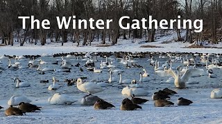 The Winter Gathering