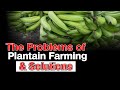8 Challenges of Plantain Farming and The Solutions | Oil Palm Estate