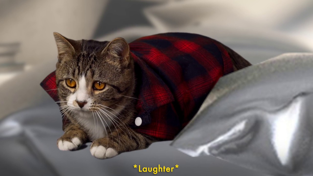 Winds of Change (Cat Soap Opera) Episode 22 YouTube