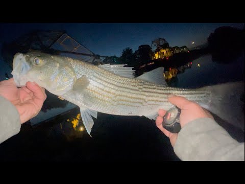 Striper fishing Sacramento River iselton bridge iselton ca 2026