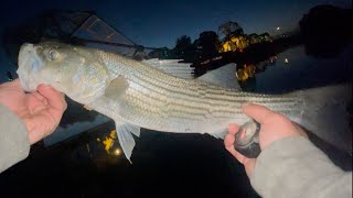 Striper fishing Sacramento River iselton bridge iselton ca 2026