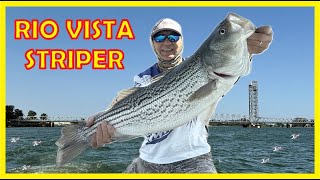 STRIPER FISHING Rio Vista CA Delta | DOUBLE LIMITS | All longer than 22 INCHES!!