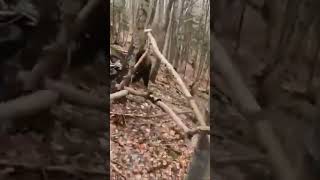 DIRT BIKE RIDERS CHASED BY BEAR!!! #dirtbiking #dirtbike #dirtbikefails
