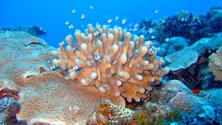 Climate, Reefs, and Resilience