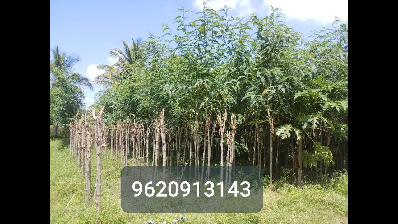 ಅಗಸೆ ಉಪಯೋಗಗಳು, ಅಗಸೆ ಬೆಳೆಯುವ ವಿಧಾನ ಮತ್ತು ಕತ್ತರಿಸುವ ವಿಧಾನ.