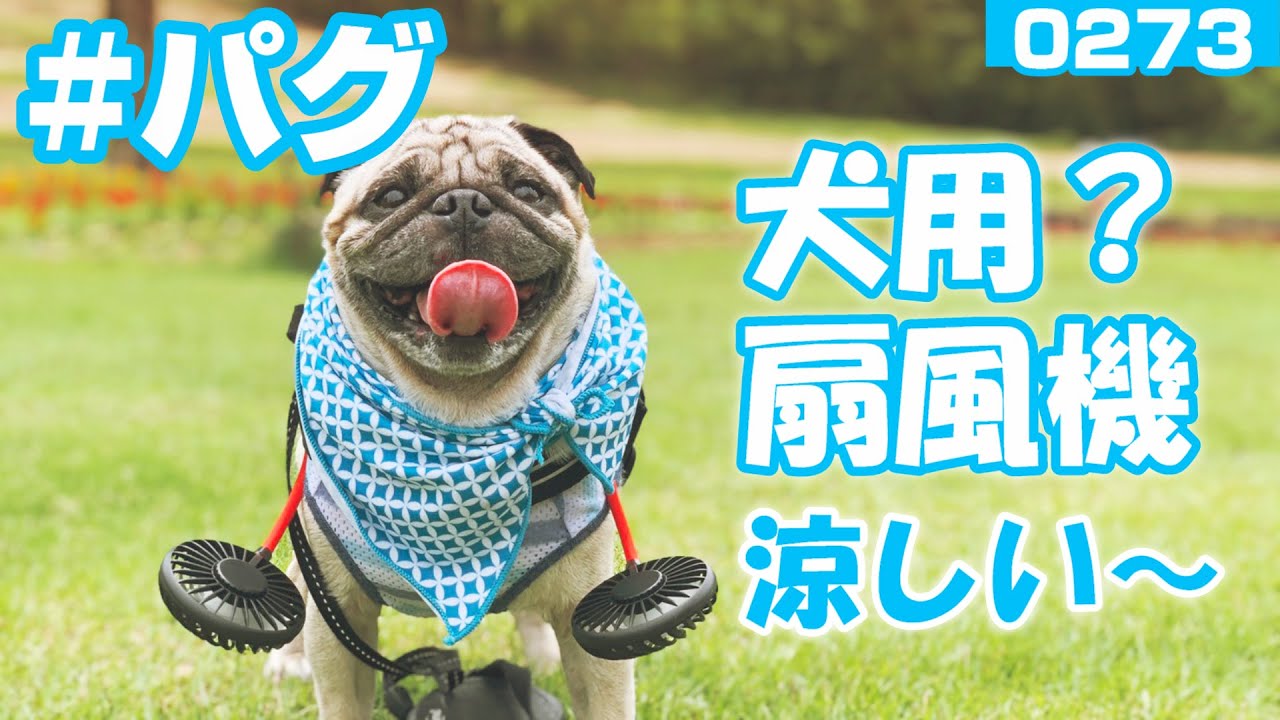 犬用 扇風機 暑さ対策に首掛け扇風機を買ったので小虎に使ってみた ドイツの森で遊ぶパグ犬小虎 Pug パグログ 0273 Youtube