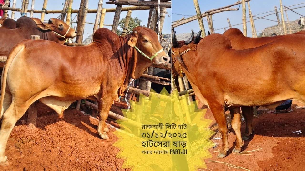 রাজশাহী সিটি হাট ৩১/১২/২০২৫ আজকের হাটসেরা গরুগুলোর রিয়েল দরদাম part=01