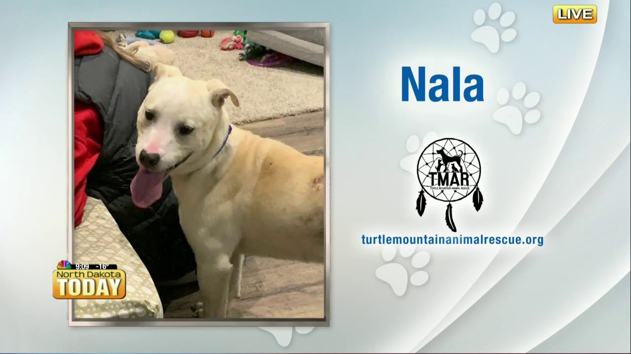 Turtle Mountains Animal Rescue December 11 YouTube