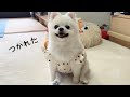 お客さんのお出迎えとお見送りを何度も繰り返してヘトヘトになったポメラニアン。