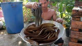 Cooking Eels With Black ABC Beer Recipe | Eating Eels Soup Delicious