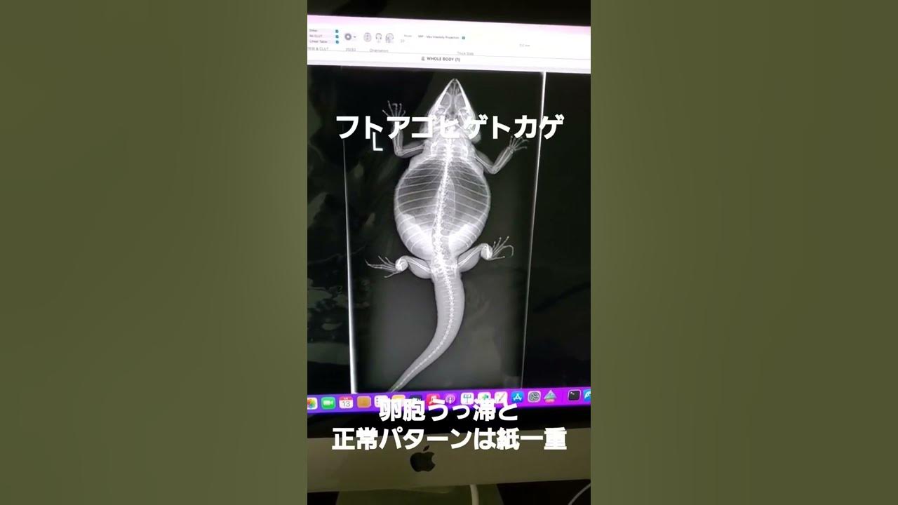 大阪 爬虫類動物病院 フトアゴヒゲトカゲ お腹パンパン 卵胞うっ滞？ #shorts - Maxres2
