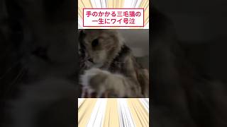 手のかかる三毛猫の一生にワイ号泣 #2ch動物スレ #猫動画 #猫のいる暮らし