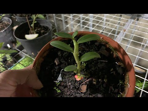 Video Ối giàng ơi. ???????????? - YouTube