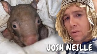 Baby Wombat Rescue After Mum Gets Hit By Car | Wombat Warrior