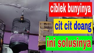 perawatan ciblek bahan yang hanya bunyi cit cit saja bagaimana solusinya