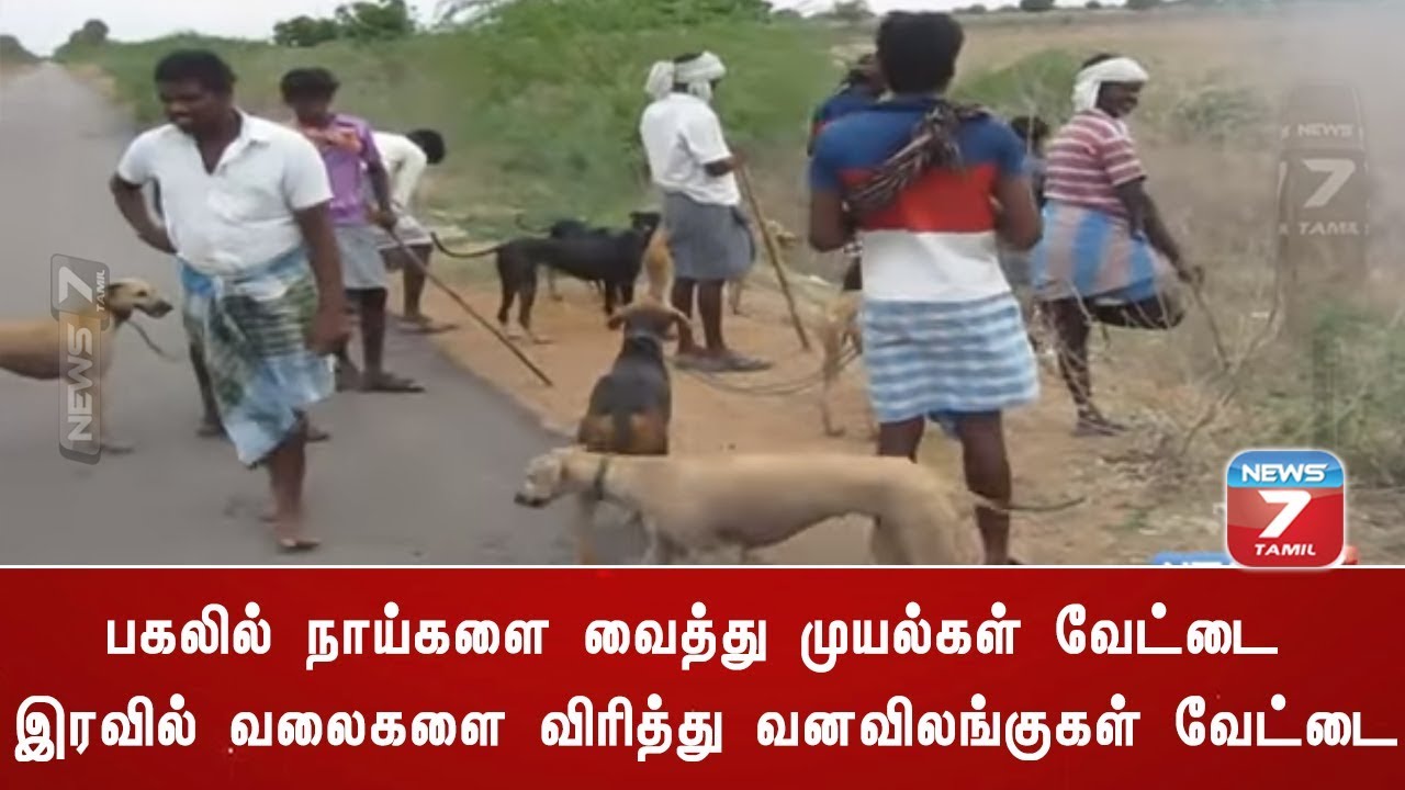 Illegal Wild Animal Hunting At Ramanathapuram News7 Tamil Youtube