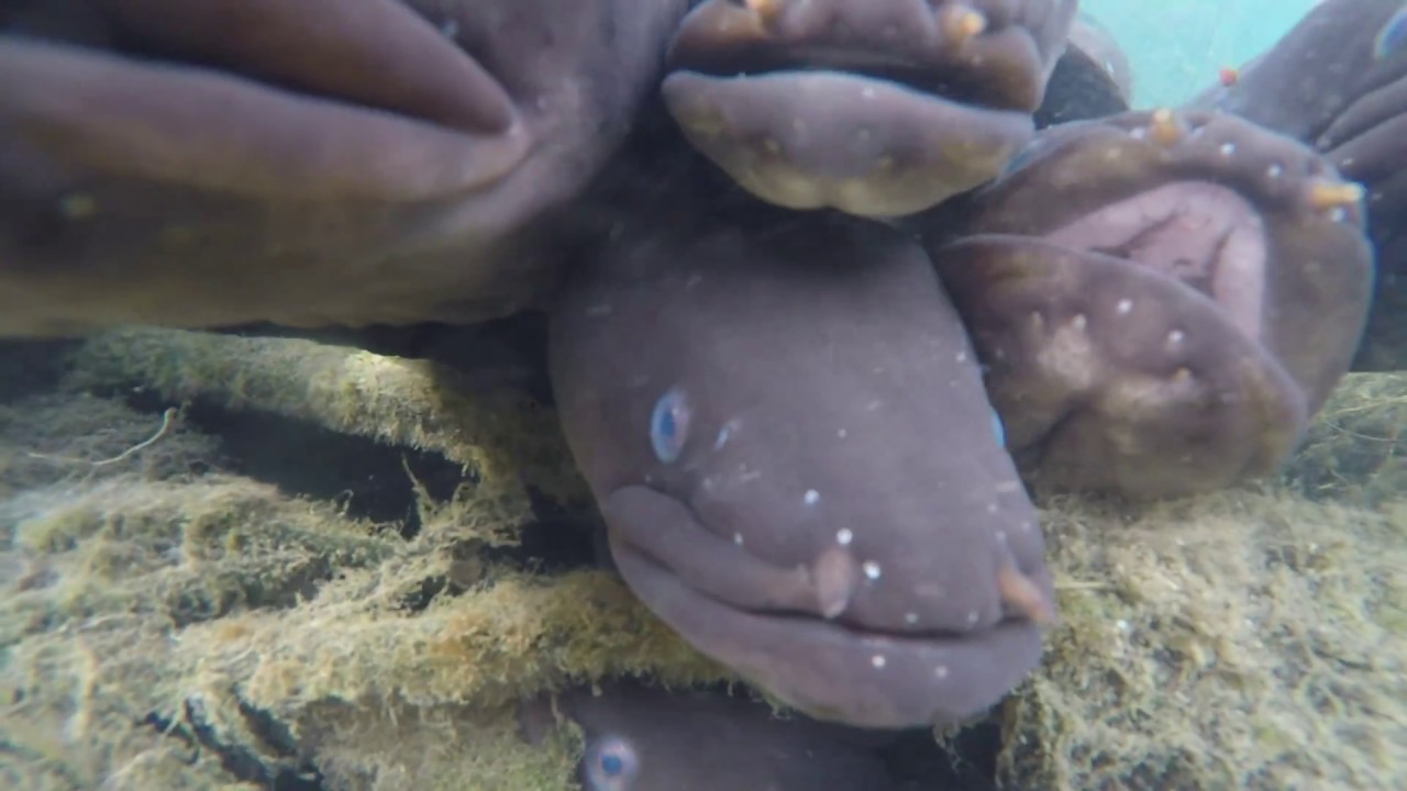 New Zealand Longfin Eels YouTube