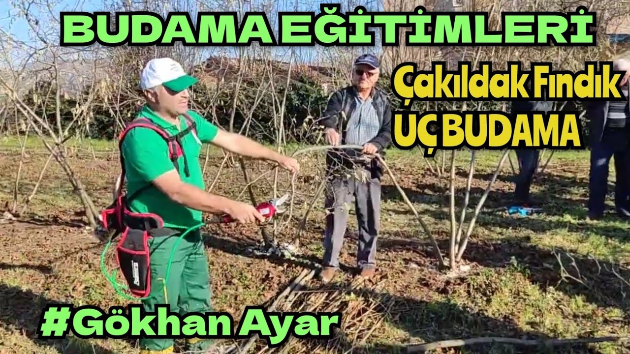 BUDAMA EĞİTİMLERİ; 8. Yaş ÇAKILDAK Fındık Dal Seyreltme ve Uç Budama | @Gökhan Ayar