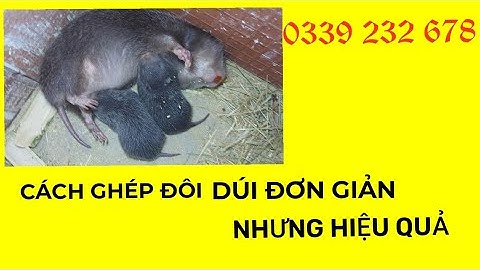 QUÁ TRÌNH GHÉP ĐÔI DÚI SINH SẢN