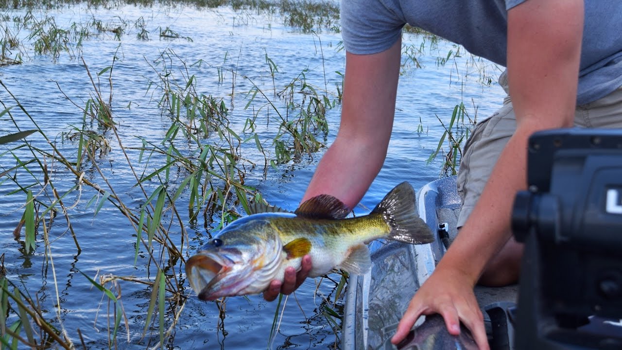 Summer Bass Fishing On Lake Kissimmee YouTube