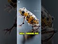 World's First Living Robots: Xenobots! 🐸🤖 #Xenobots #Tech #Science #BioTech #facts #youtubeshorts