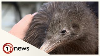Kiwi Return To The Capital After More Than 100 Years