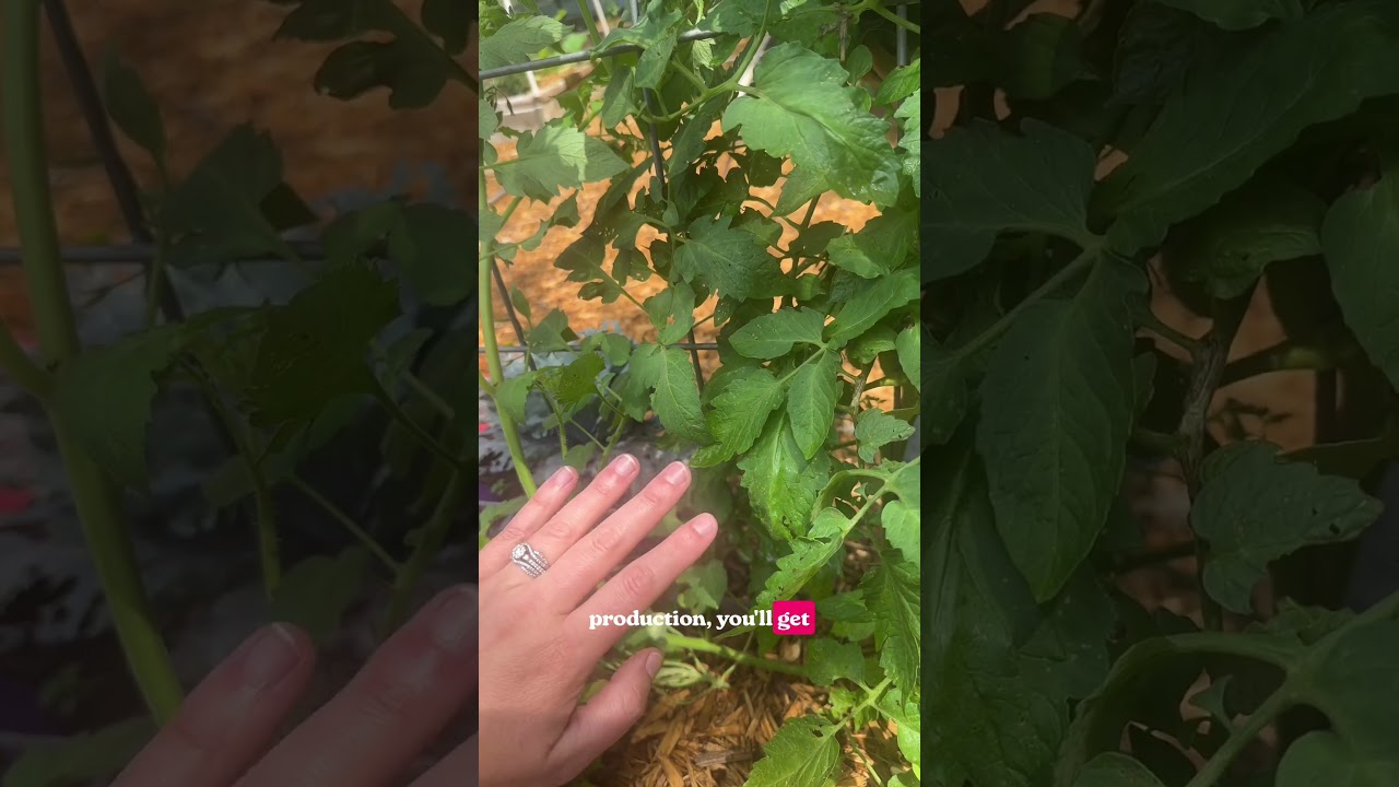Uploads from From Seed to Spoon Garden Planning App