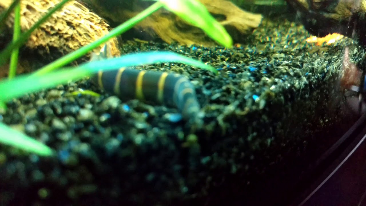 Kuhli loach tropical fish, Coolie loach, Pangio kuhli, Acanthophthalmus kuhlii