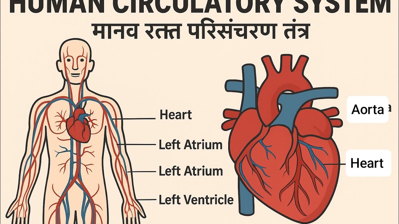 Human Circulatory System – The Transport System of Our Body.