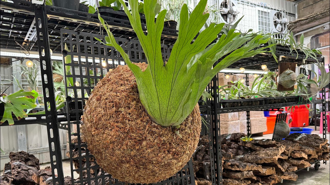 女王鹿角蕨/代客上板/巨巨無誤