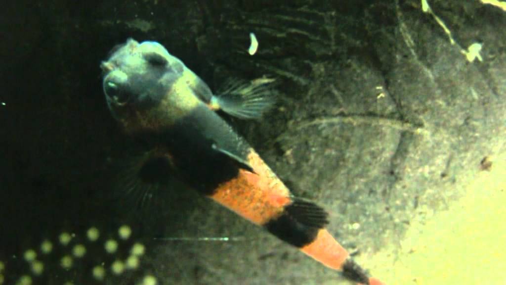 Goldringelgrundeln Brachygobius doriae, Beobachtungen bei der Brutpflege