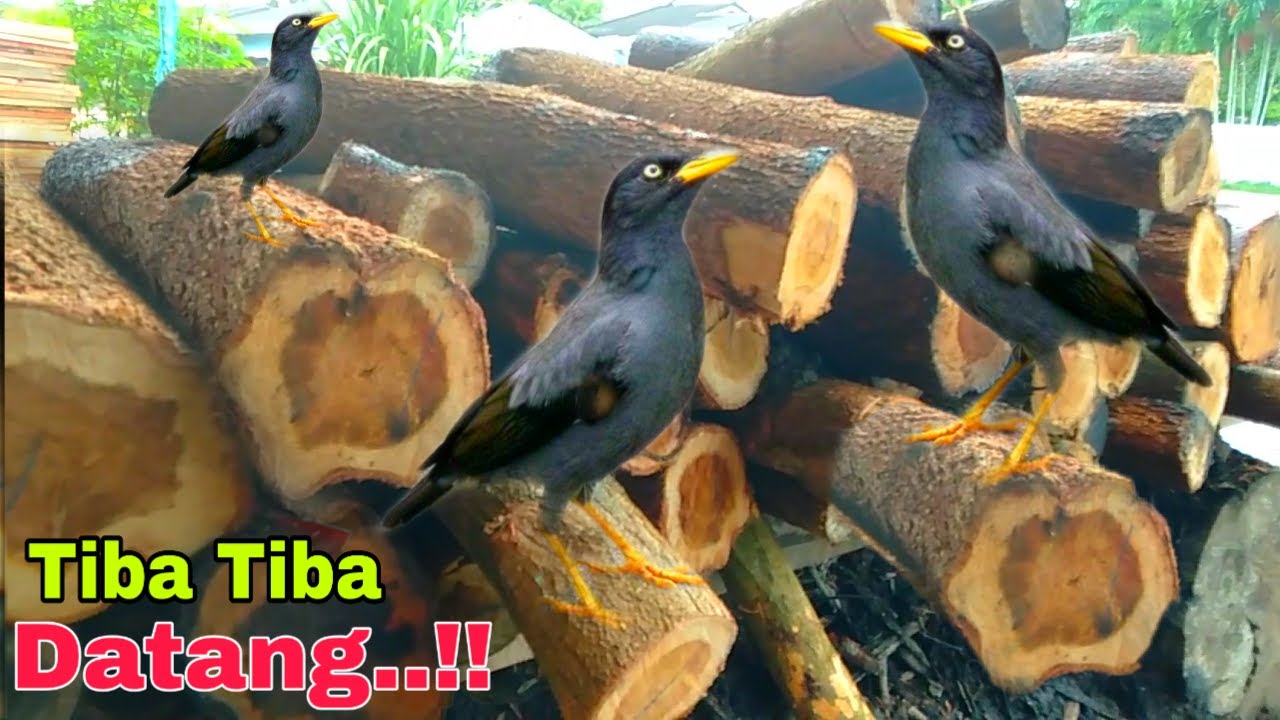 ADA BURUNG "JALAK" SAAT HENDAK MBELAH KAYU..!! 