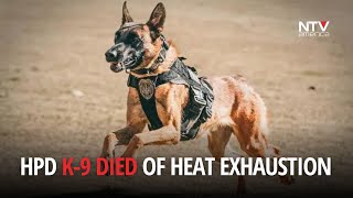 Houston police K-9 dies from heat exhaustion after being left in a patrol car