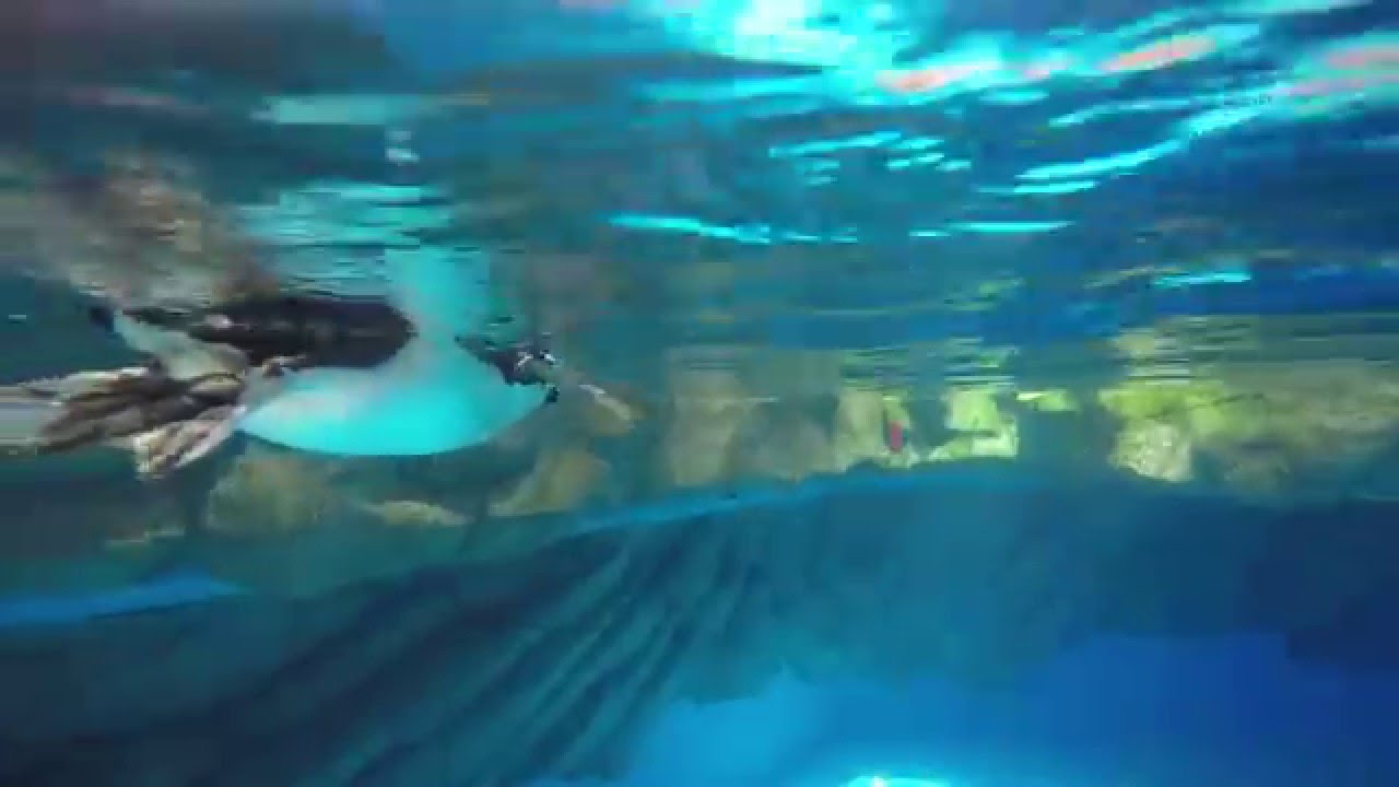 Byahe ni Mara - Penguin