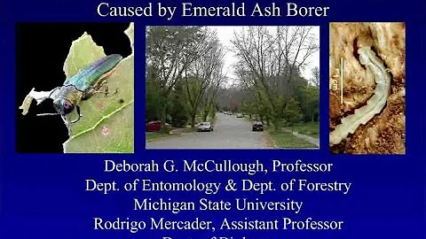 Slowing Ash Mortality (SLAM) pilot project update ...