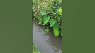 mancing ikan wader di parit